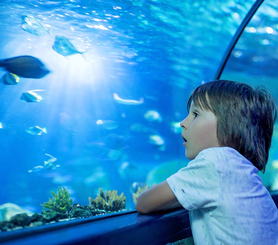 Israel Aquarium